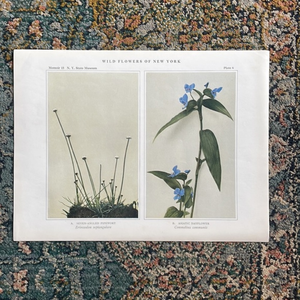 🌹FREE w/purchase Botanical Plant Print Original 100 years old Vintage Art